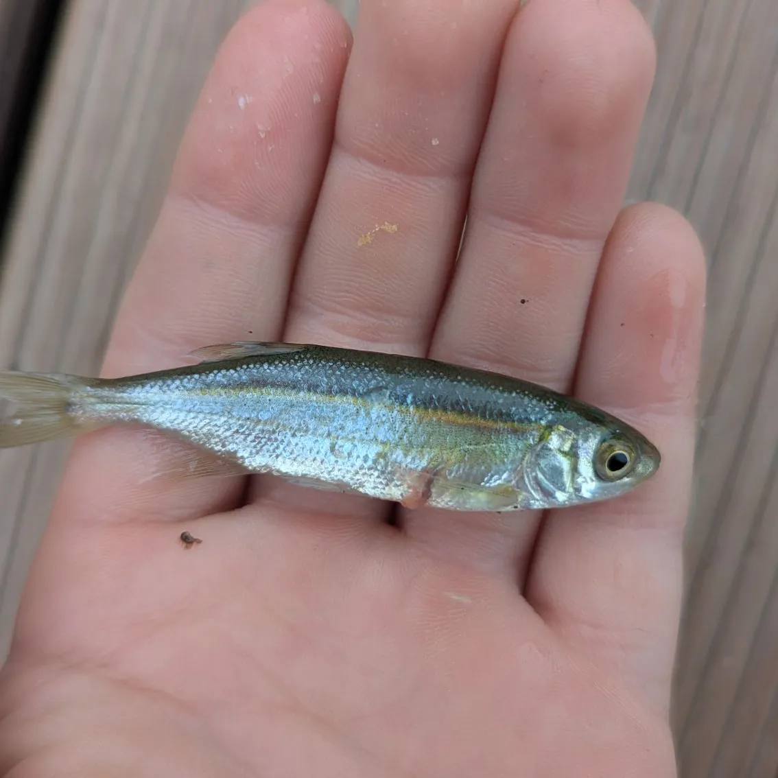 Rainbow trout caught on Fishbrain