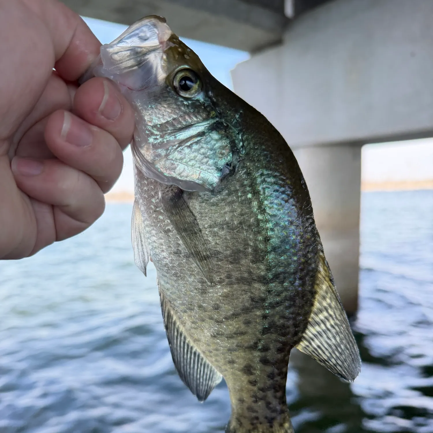 White crappie caught on Fishbrain