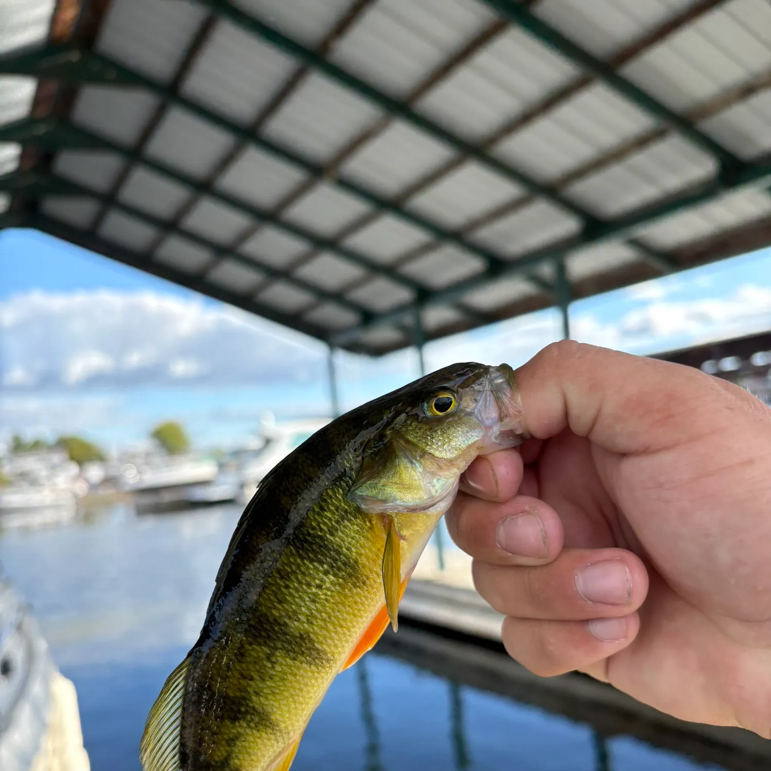 catch