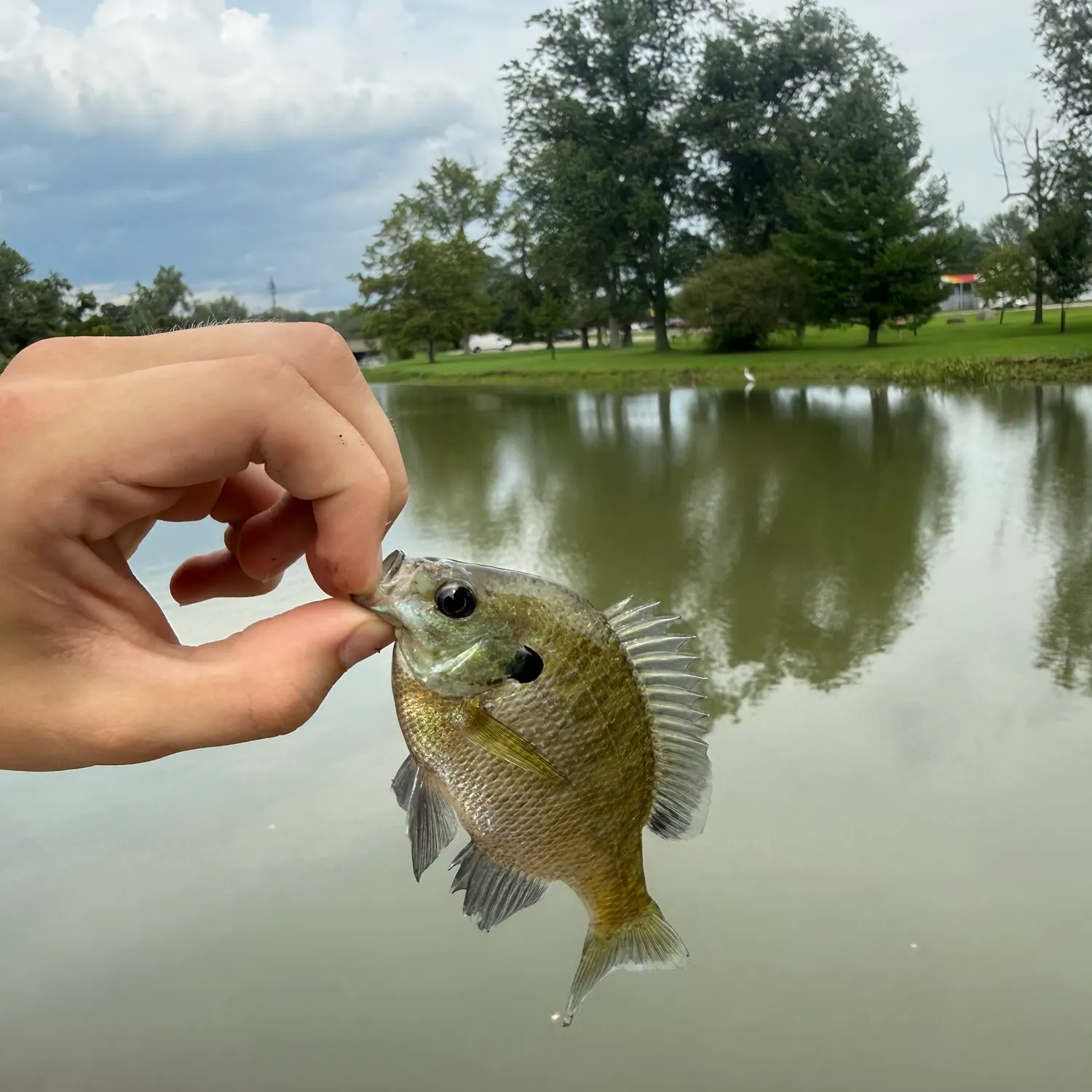 Bluegill caught on Fishbrain