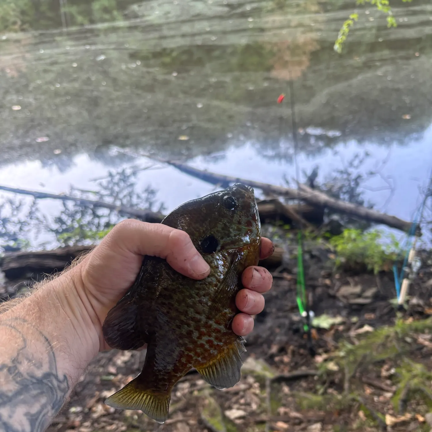 Pumpkinseed caught on Fishbrain