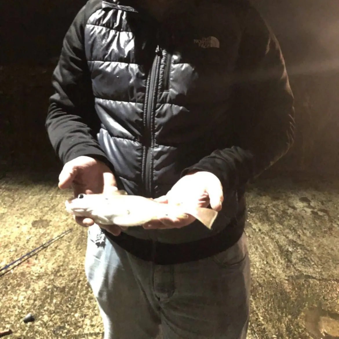 The most recent Pouting catches on Fishbrain