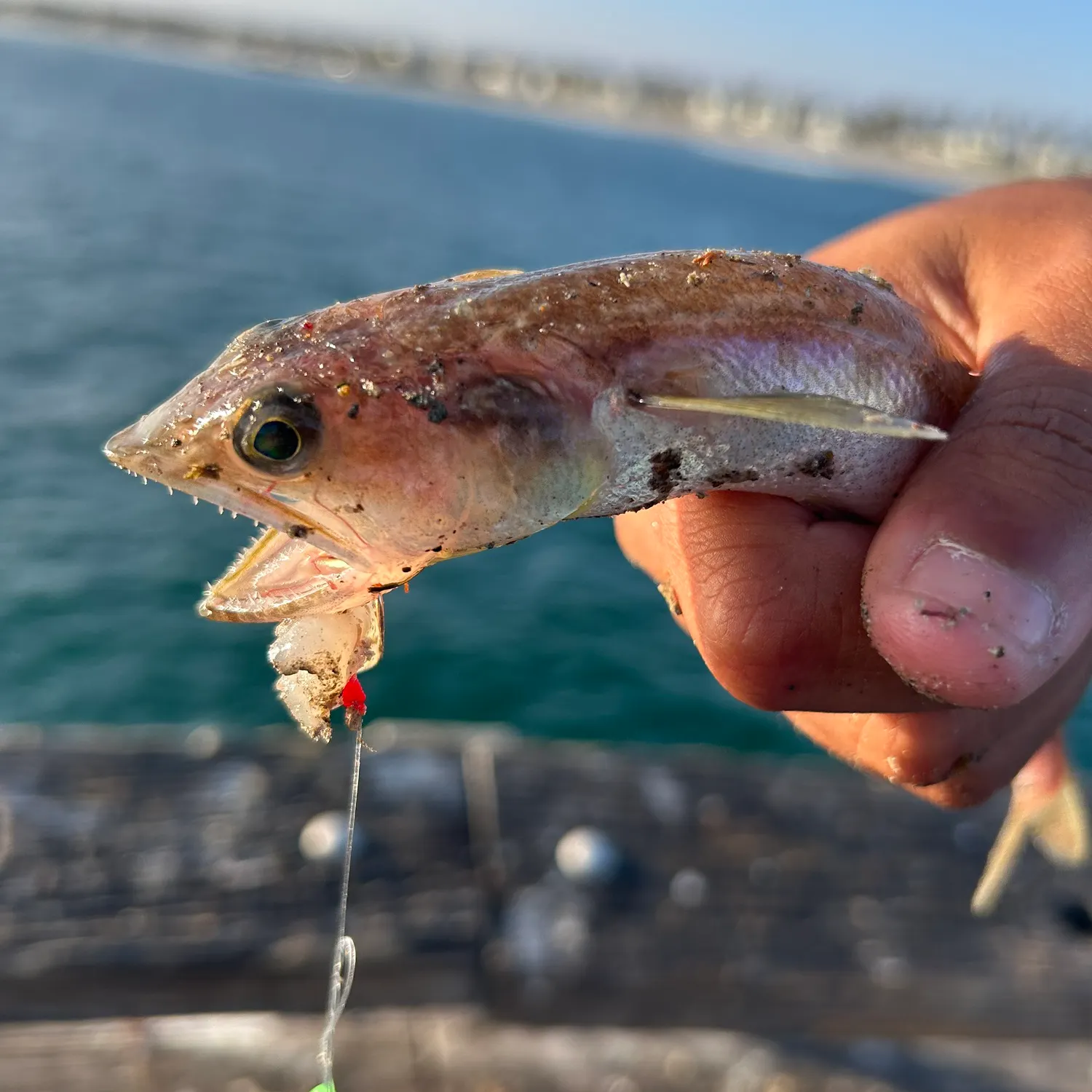 The most recent Inshore lizardfish catches on Fishbrain