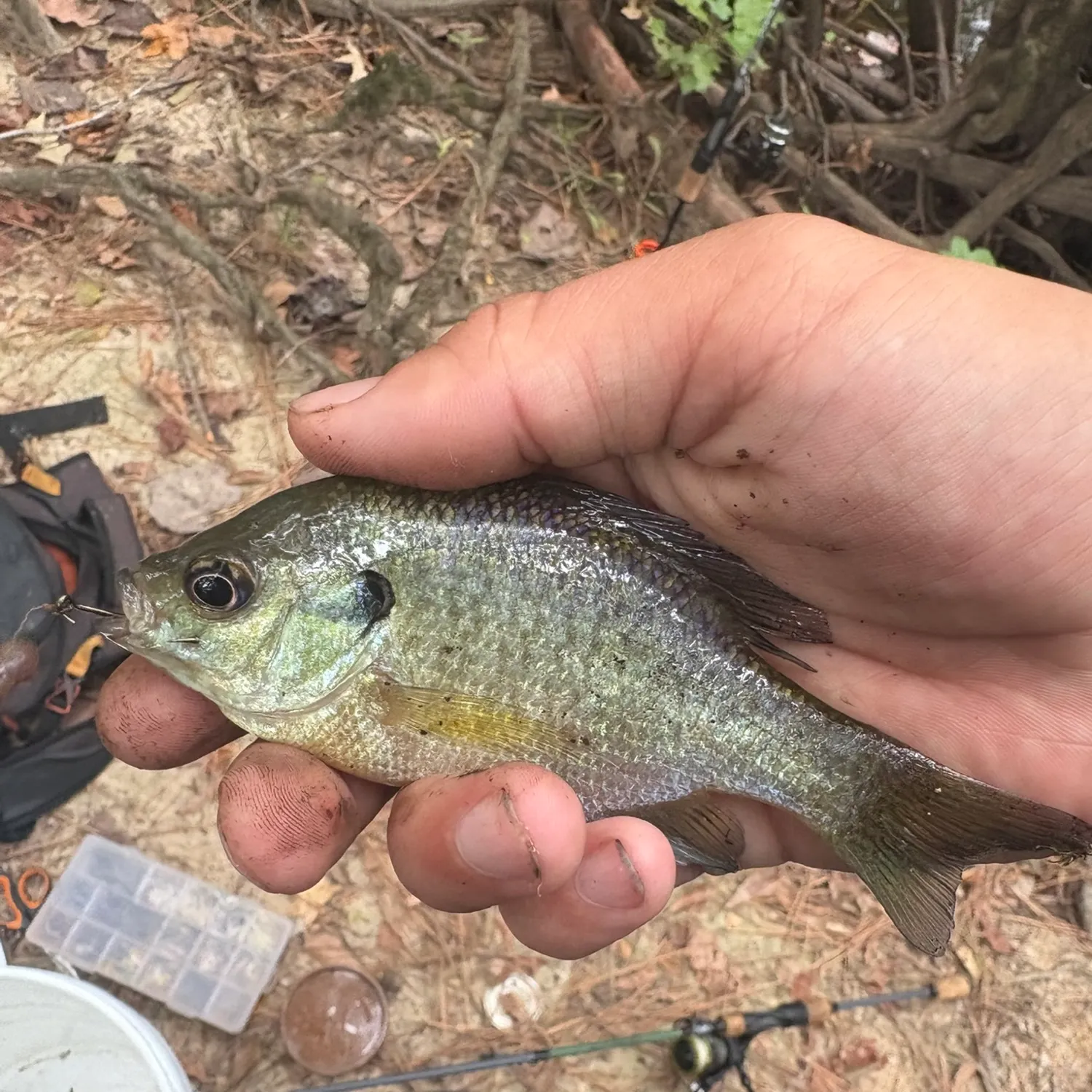 Bluegill caught on Fishbrain
