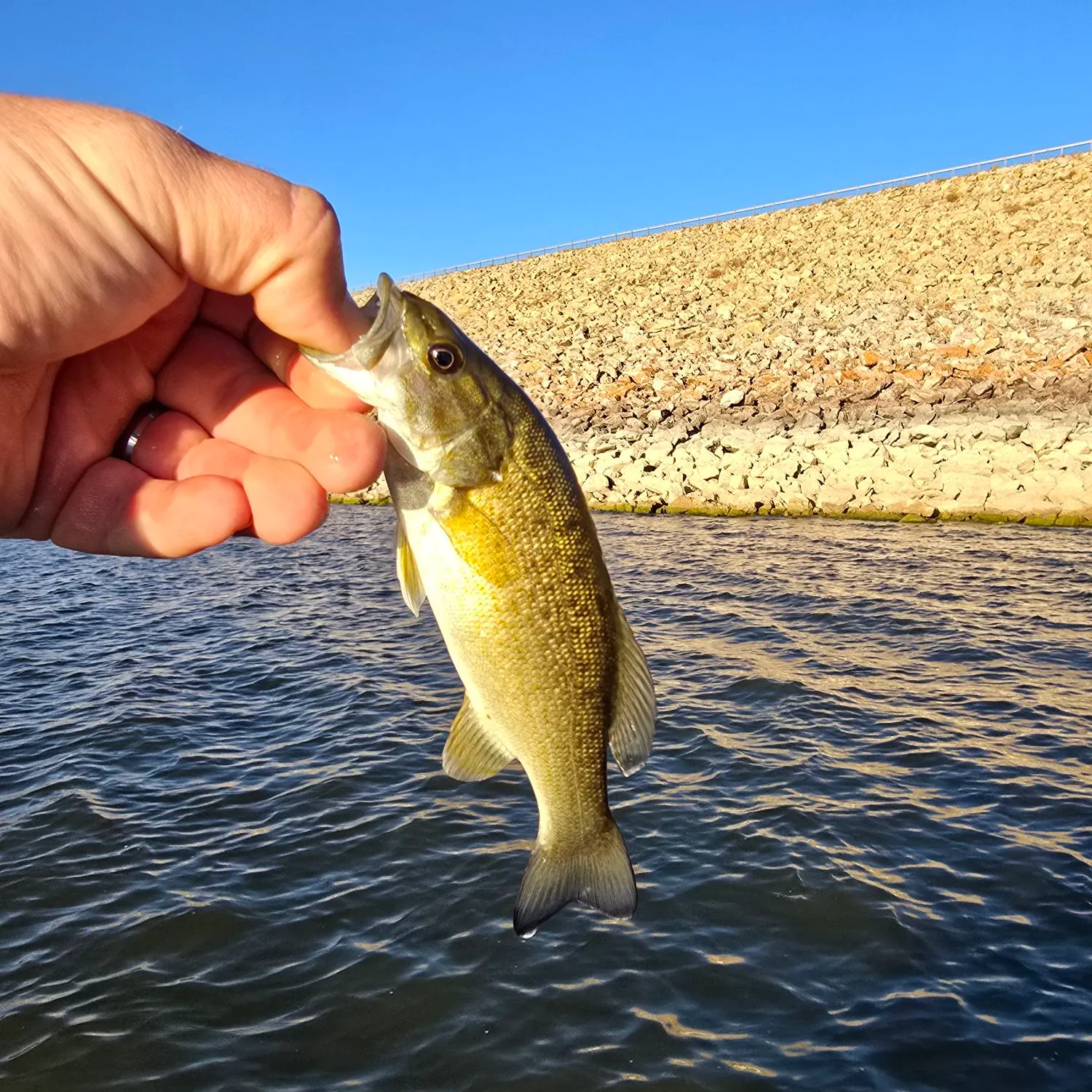 Smallmouth bass caught on Fishbrain