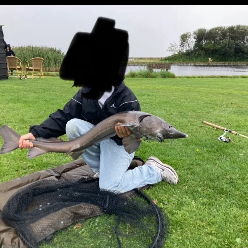 Siberian sturgeon caught on Fishbrain