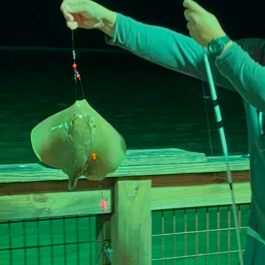 The most recent Atlantic stingray catches on Fishbrain