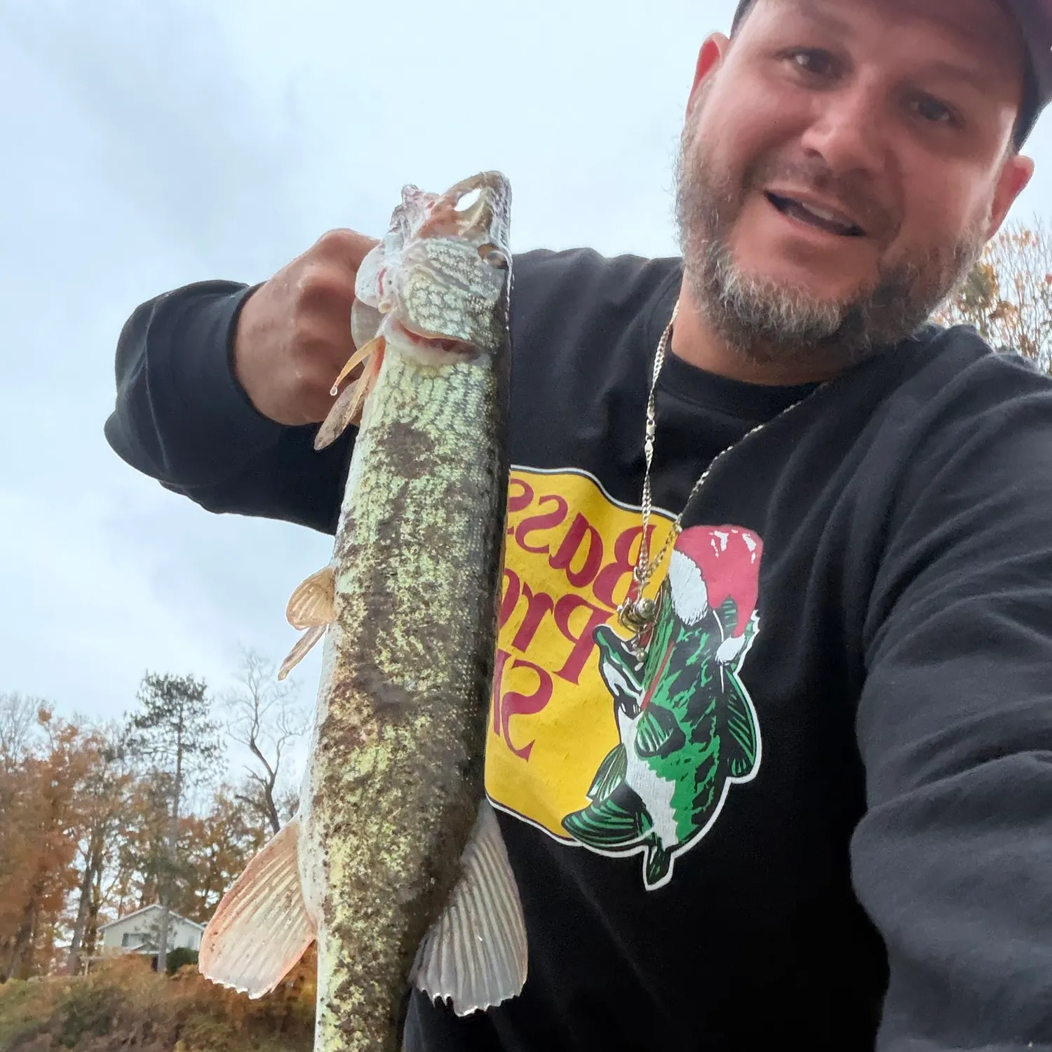 Chain pickerel caught on Fishbrain