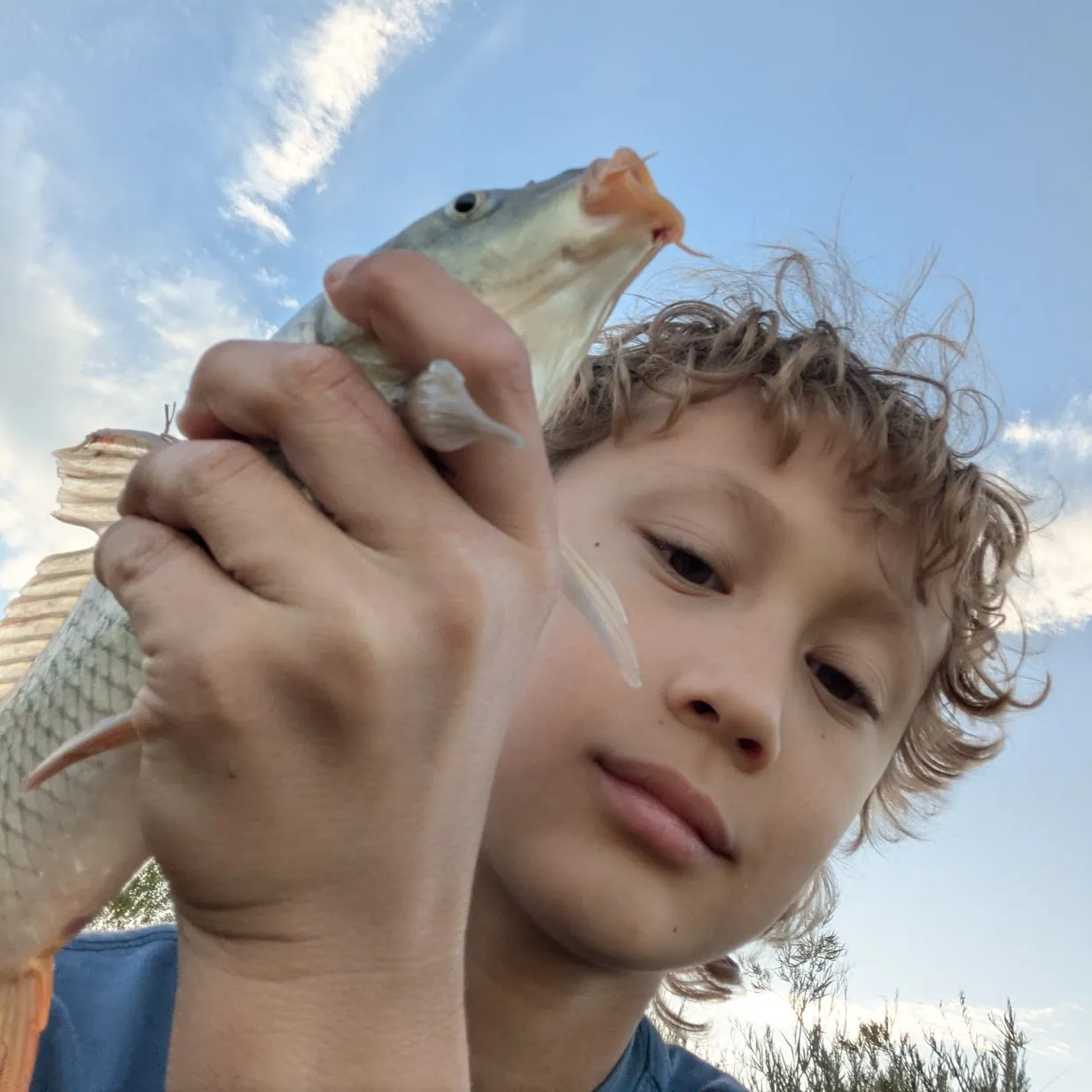 Common carp caught on Fishbrain
