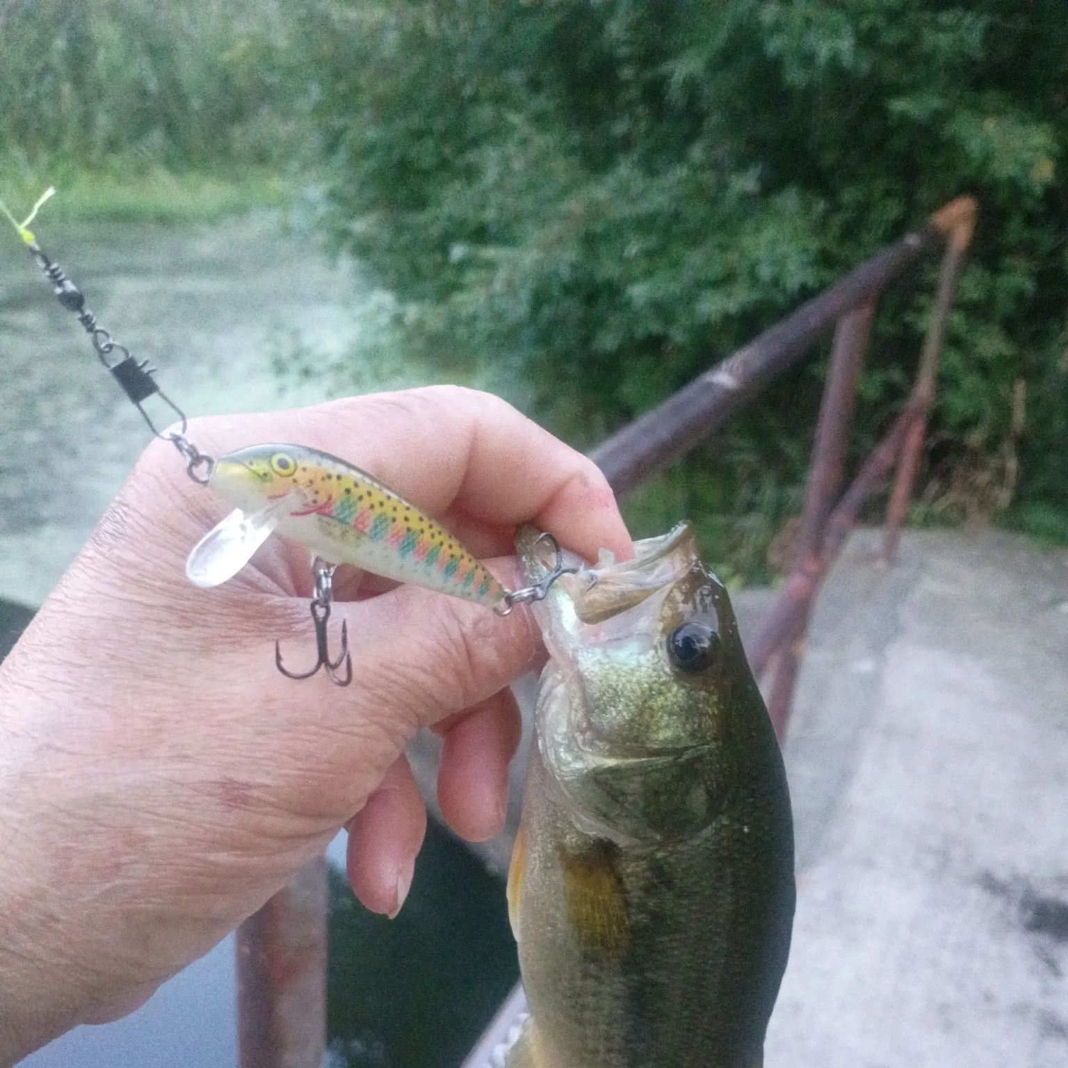 Largemouth bass caught on Fishbrain