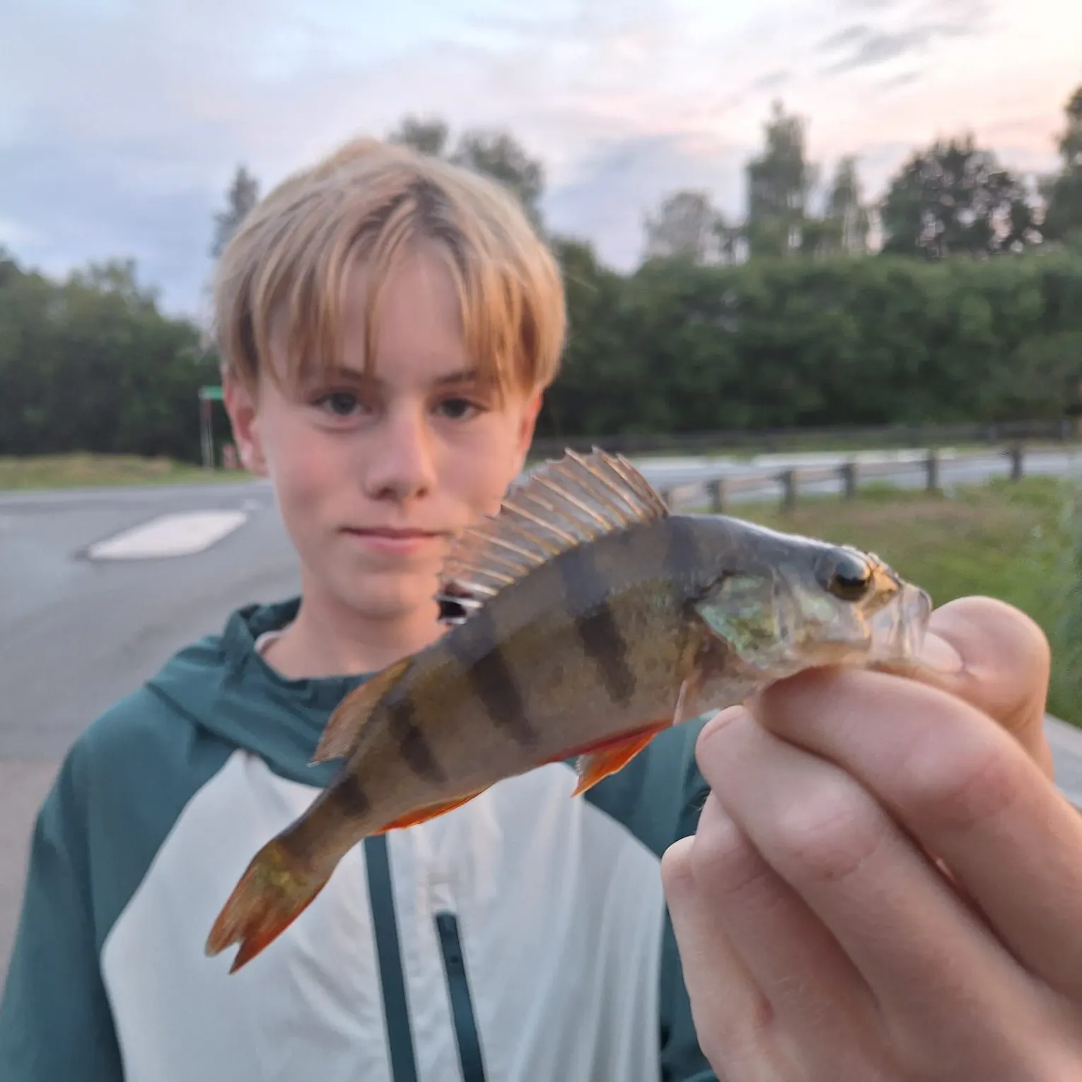 European perch caught on Fishbrain
