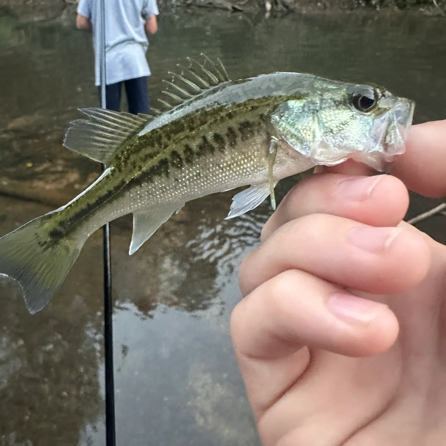 Spotted bass caught on Fishbrain
