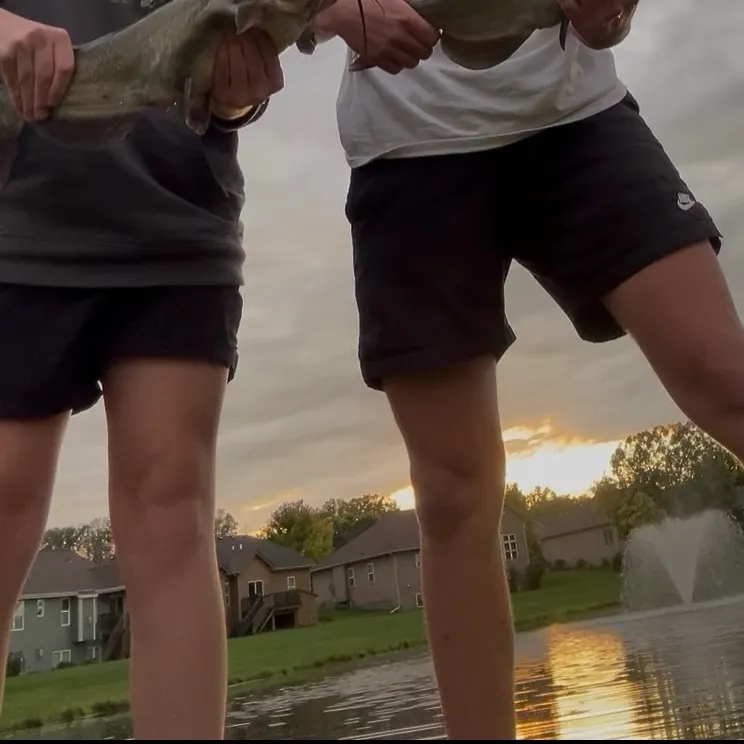 Channel catfish caught on Fishbrain