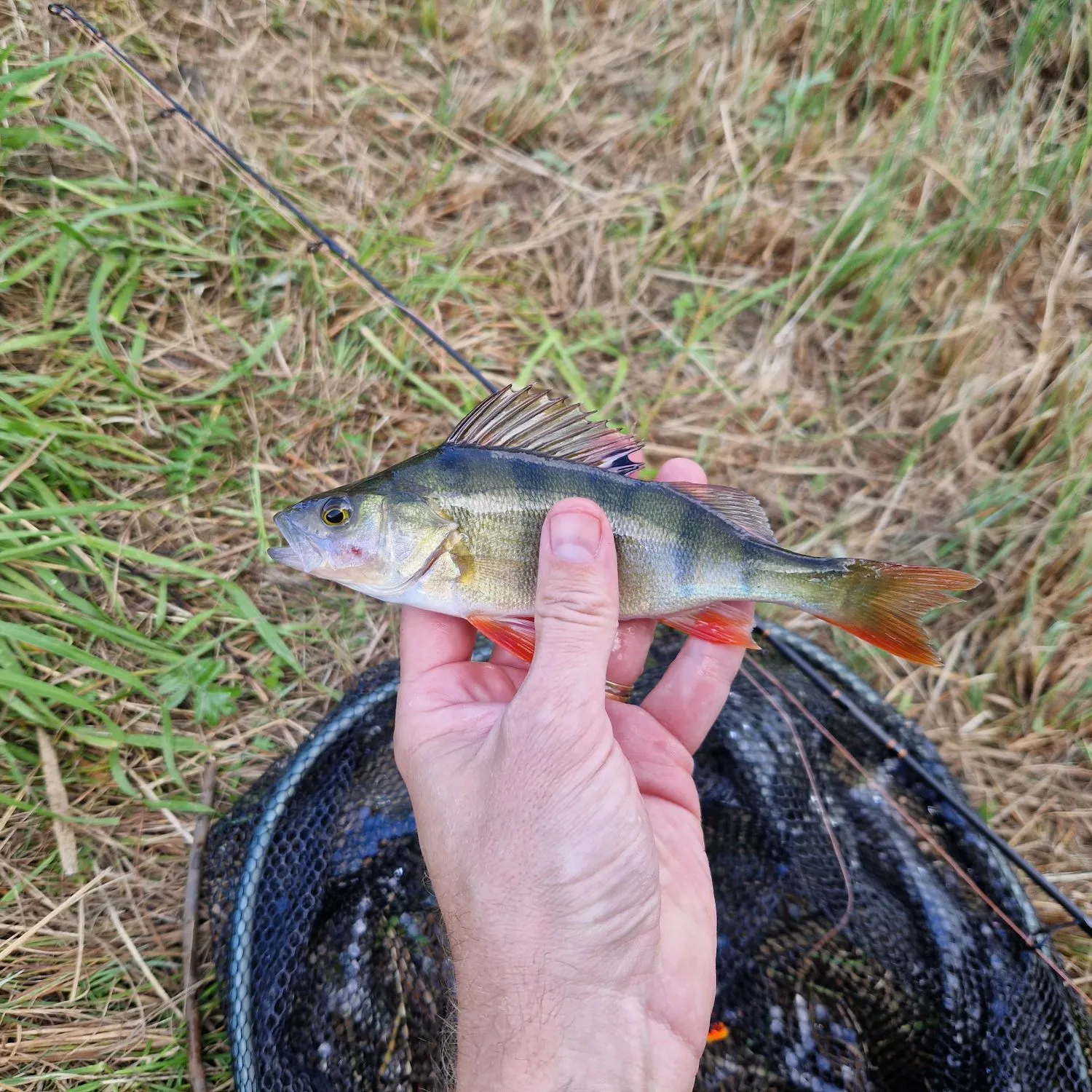 European perch caught on Fishbrain