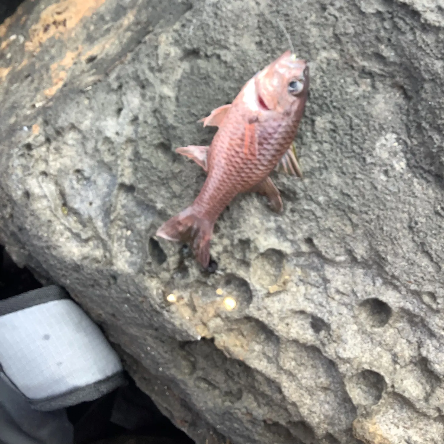 The most recent Bandfin cardinalfish catches on Fishbrain