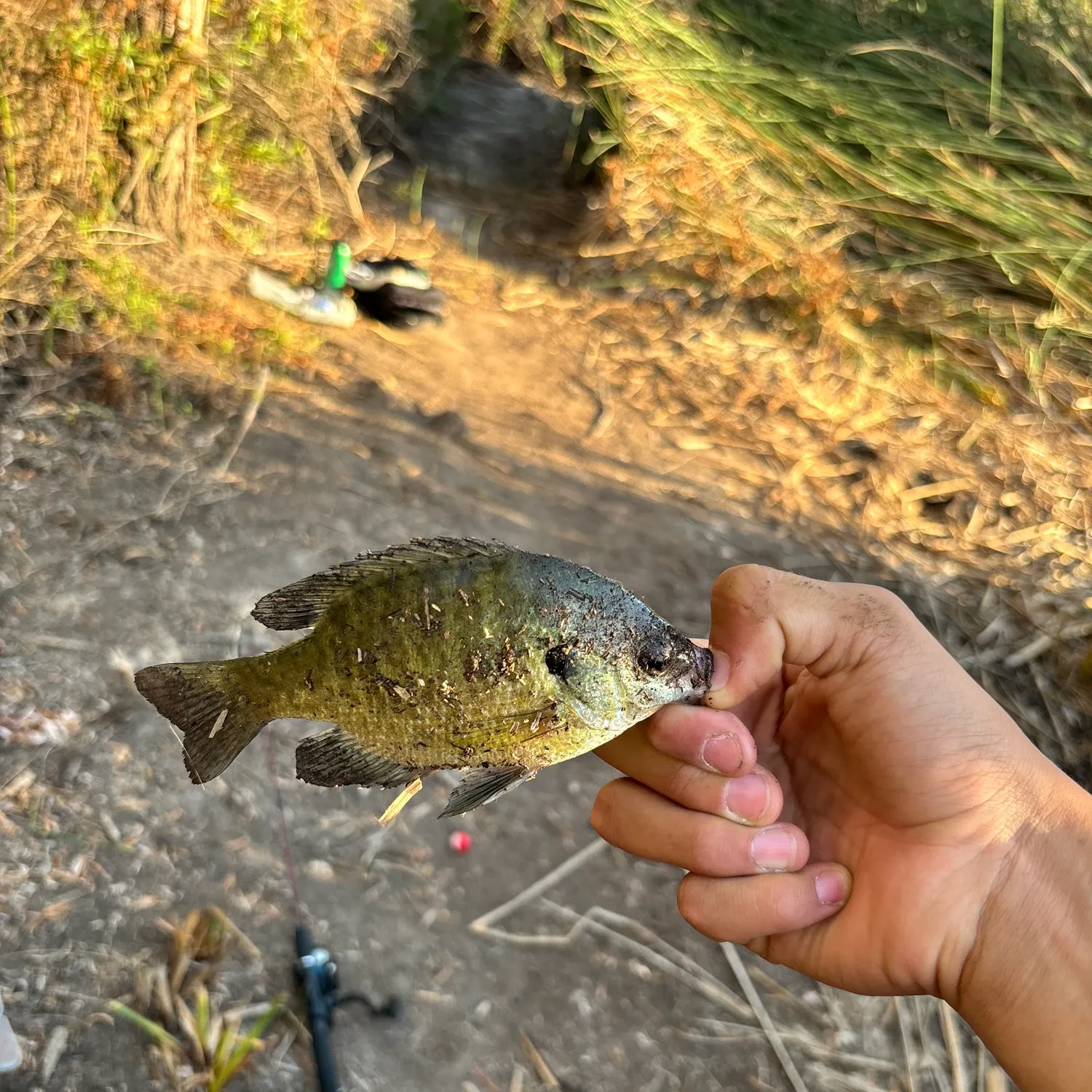 Bluegill caught on Fishbrain