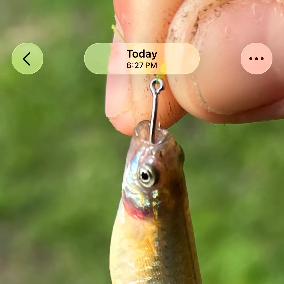 The most recent Bluntnose minnow catches on Fishbrain