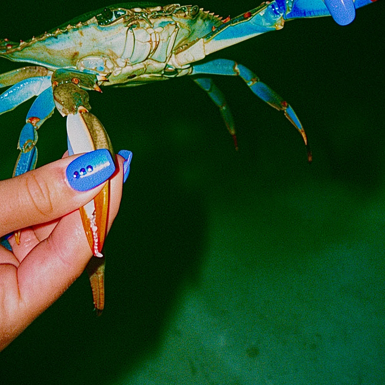 The most recent Blue land crab catches on Fishbrain