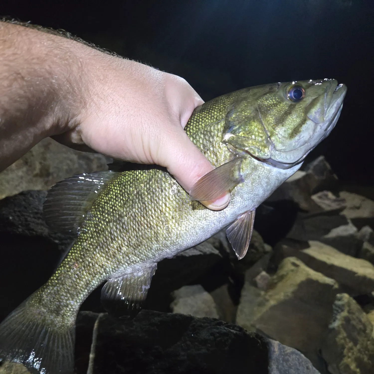 Smallmouth bass caught on Fishbrain