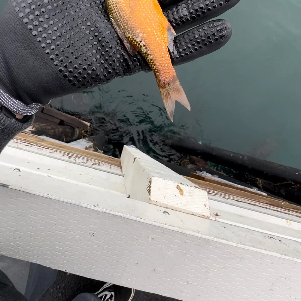 Striped seaperch caught on Fishbrain