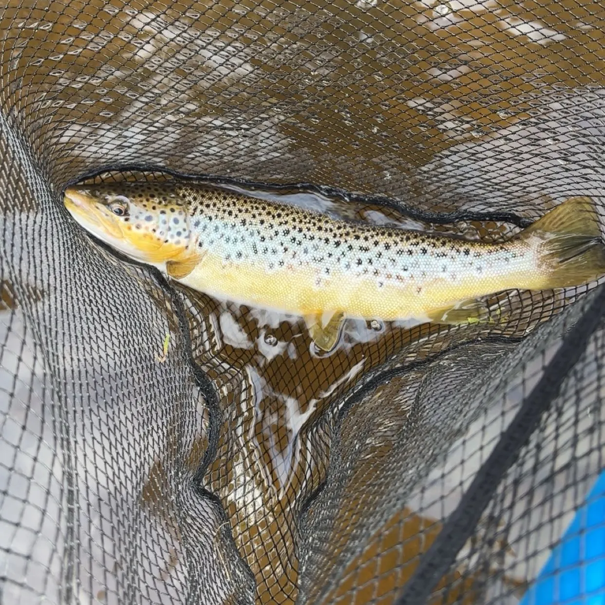Brown trout caught on Fishbrain