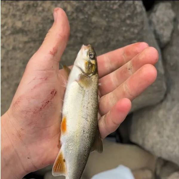 The most recent Chiselmouth catches on Fishbrain