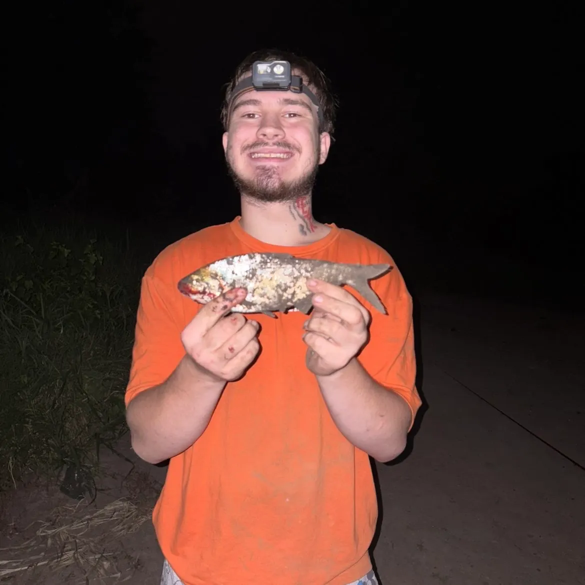 American gizzard shad caught on Fishbrain