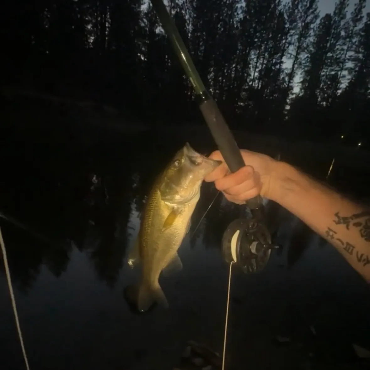 Largemouth bass caught on Fishbrain