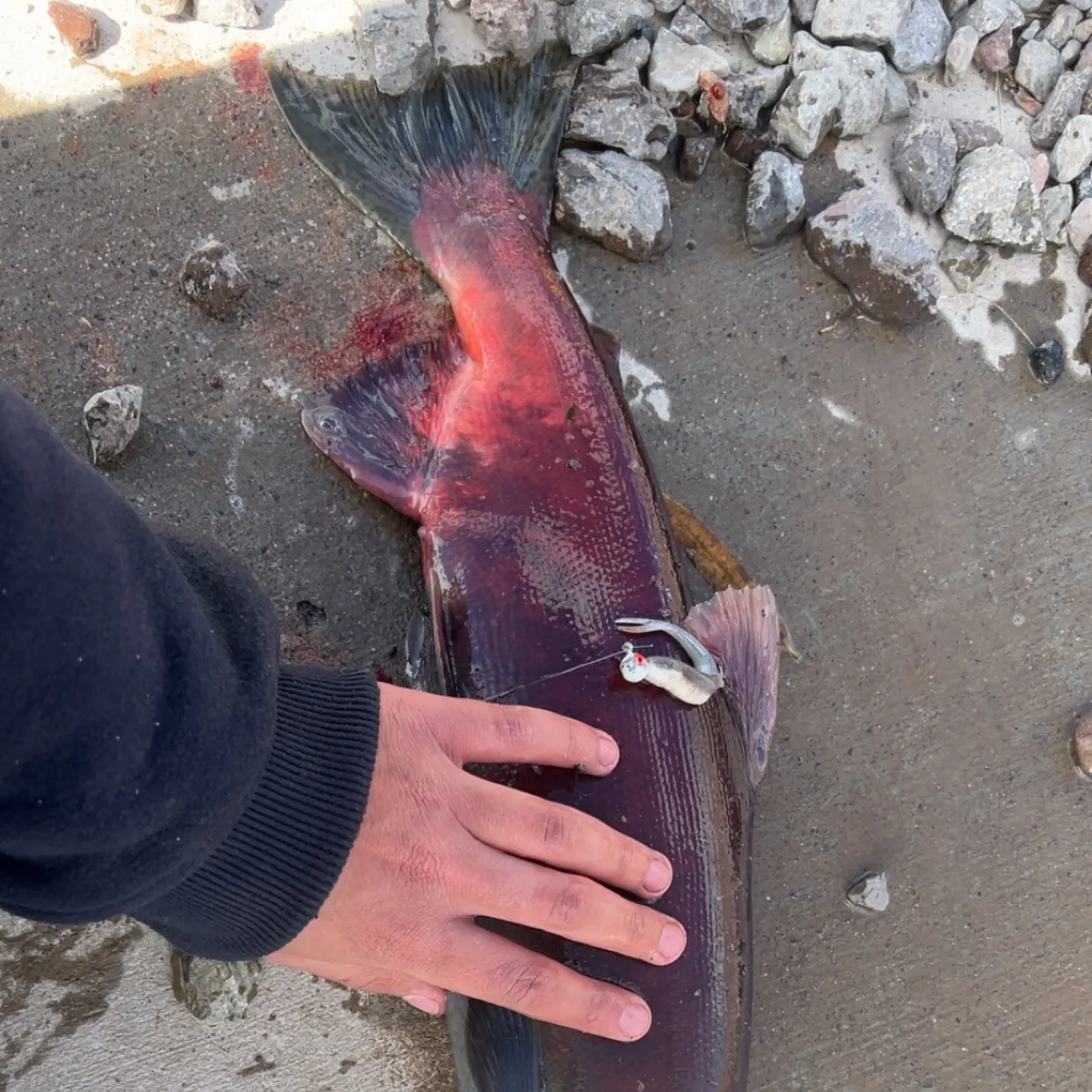 Kokanee salmon caught on Fishbrain