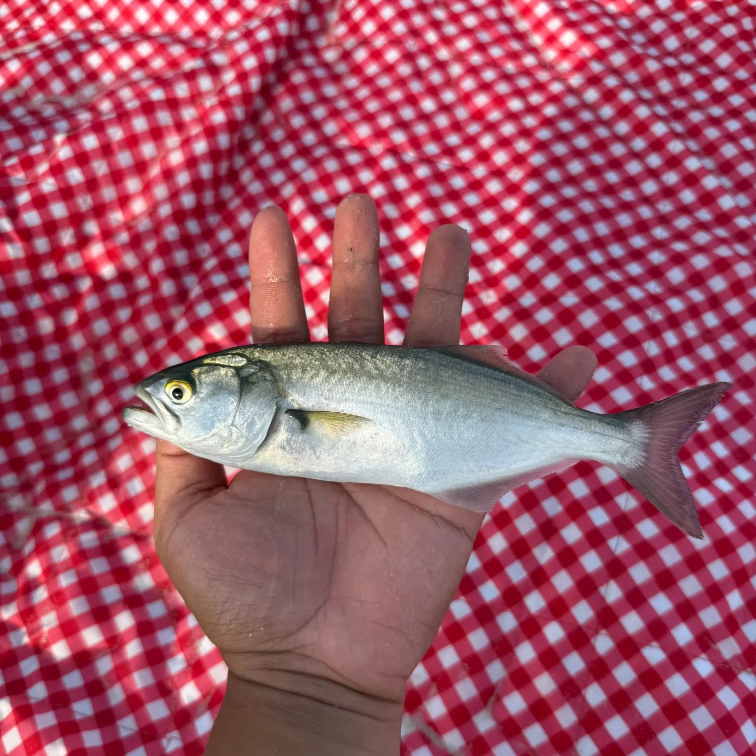 Bluefish caught on Fishbrain