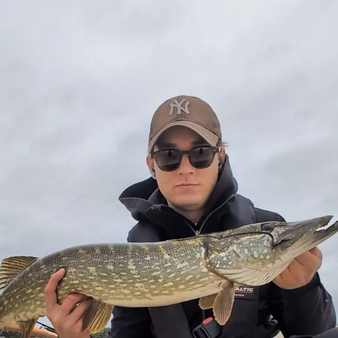 Northern pike caught on Fishbrain