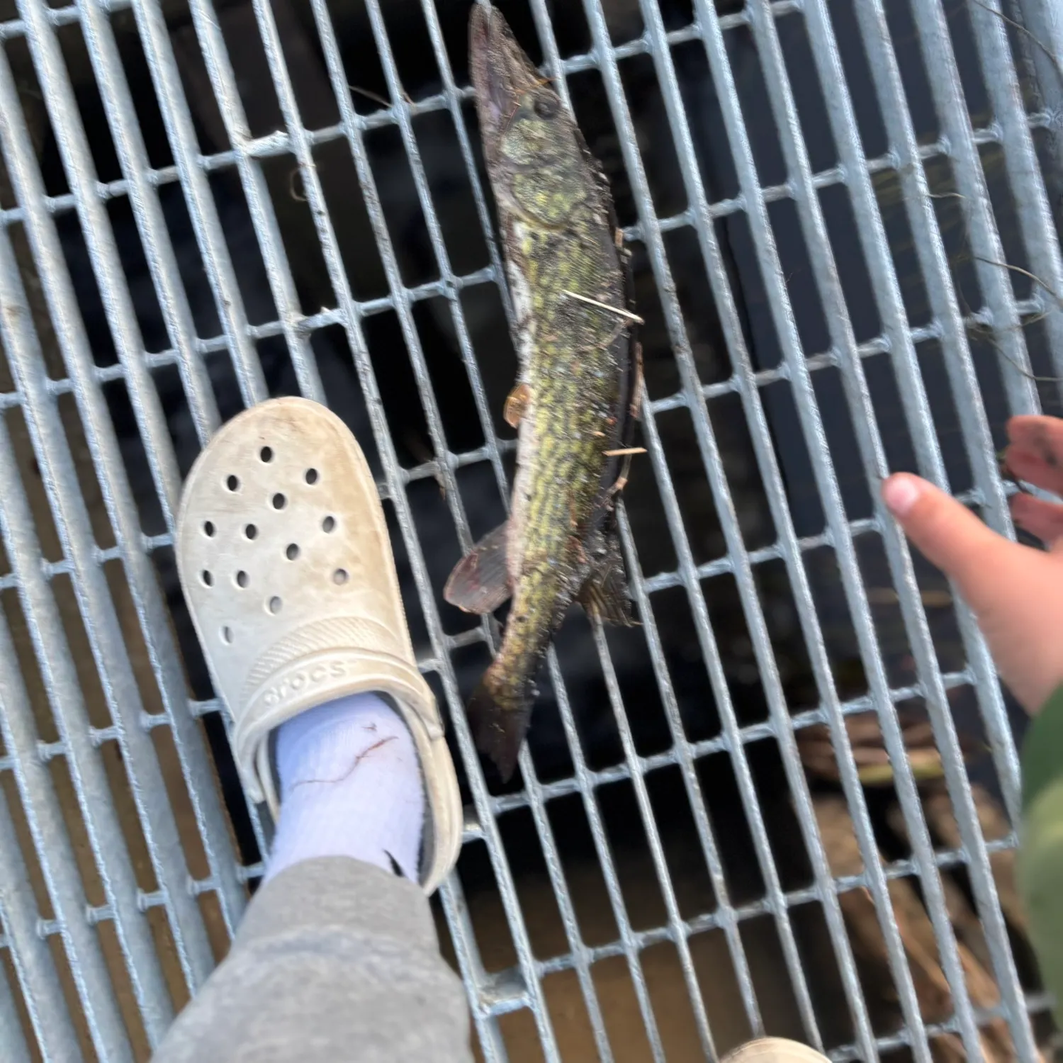 Chain pickerel caught on Fishbrain