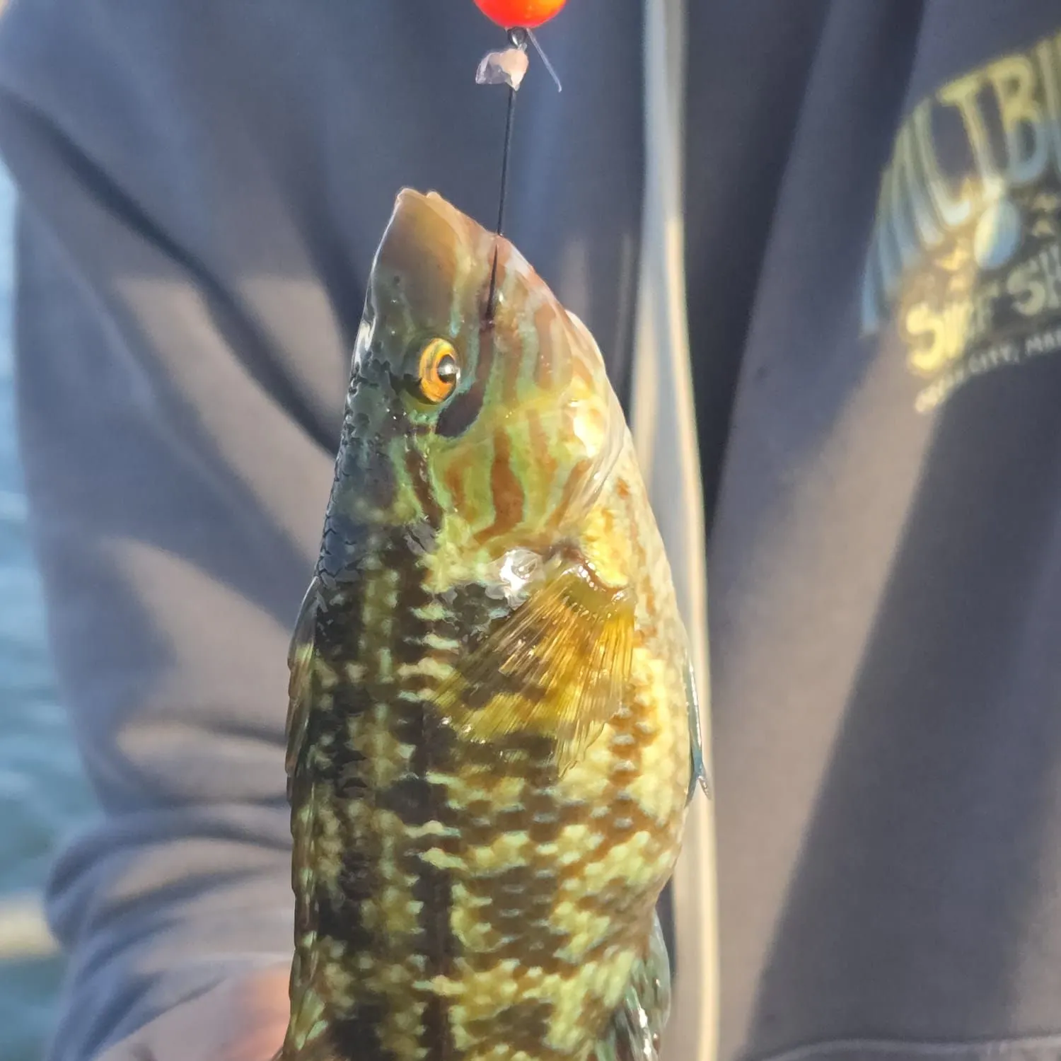 Corkwing wrasse caught on Fishbrain