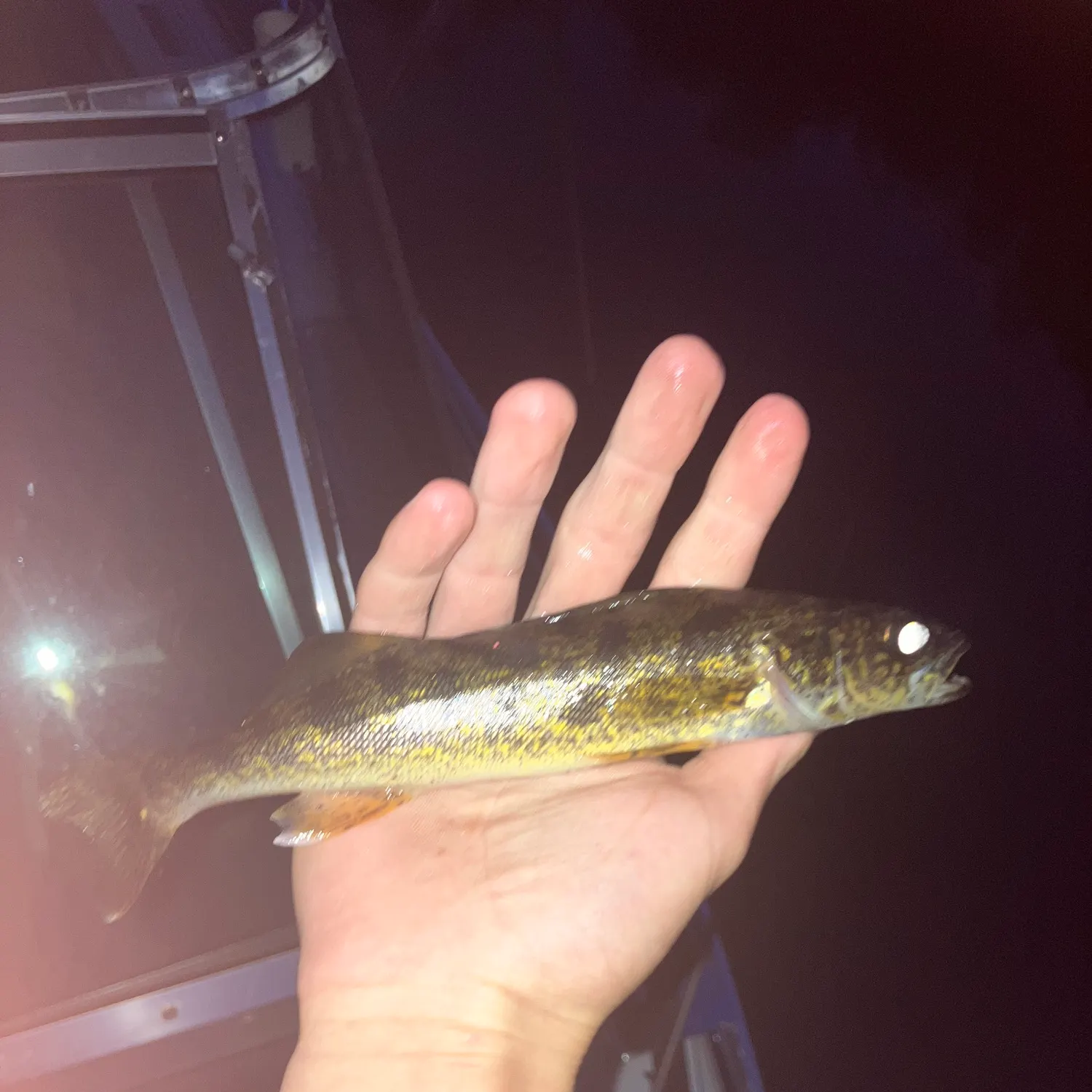Walleye caught on Fishbrain