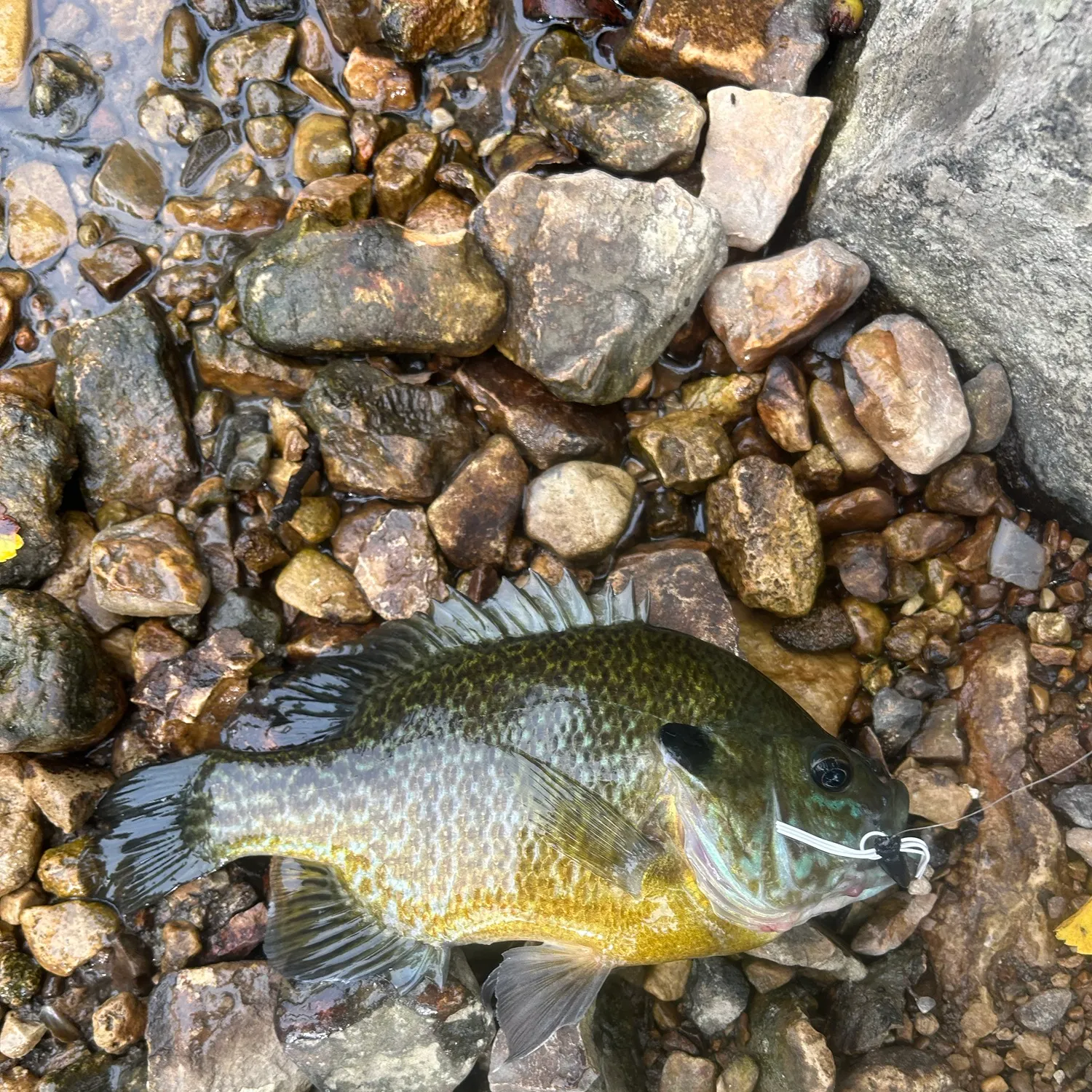 Greengill hybrid caught on Fishbrain