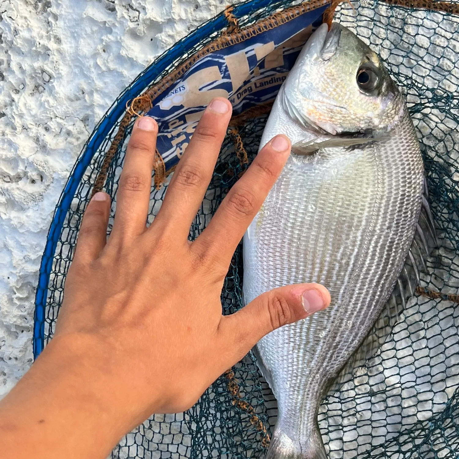 Gilthead seabream caught on Fishbrain