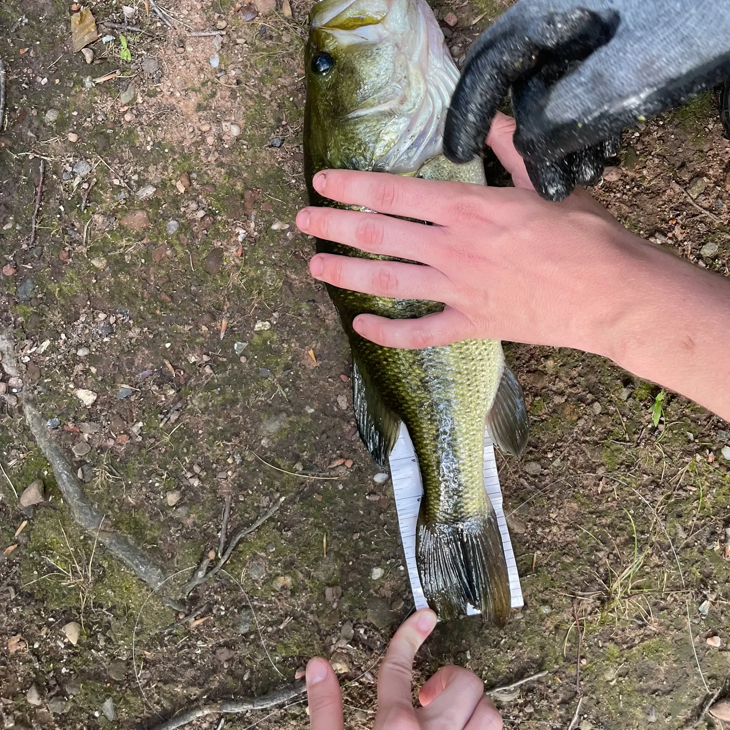 Largemouth bass caught on Fishbrain