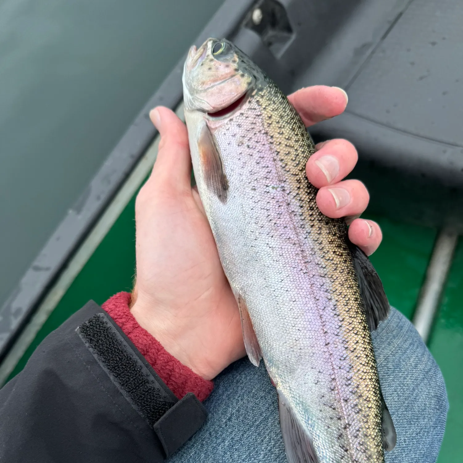 Rainbow trout caught on Fishbrain