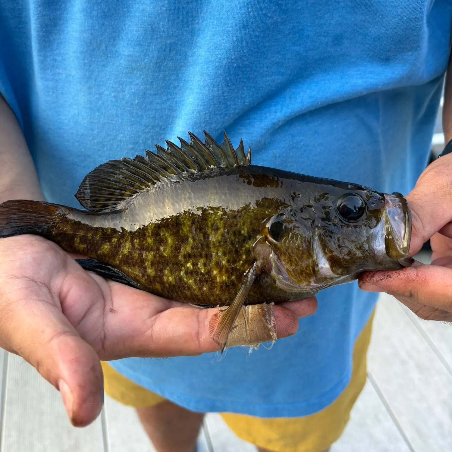 Warmouth caught on Fishbrain