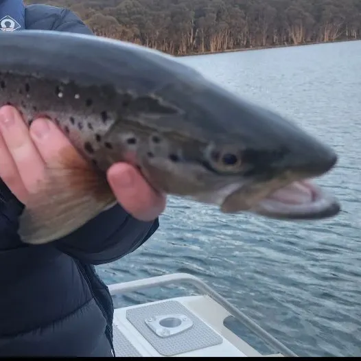 Brown trout caught on Fishbrain