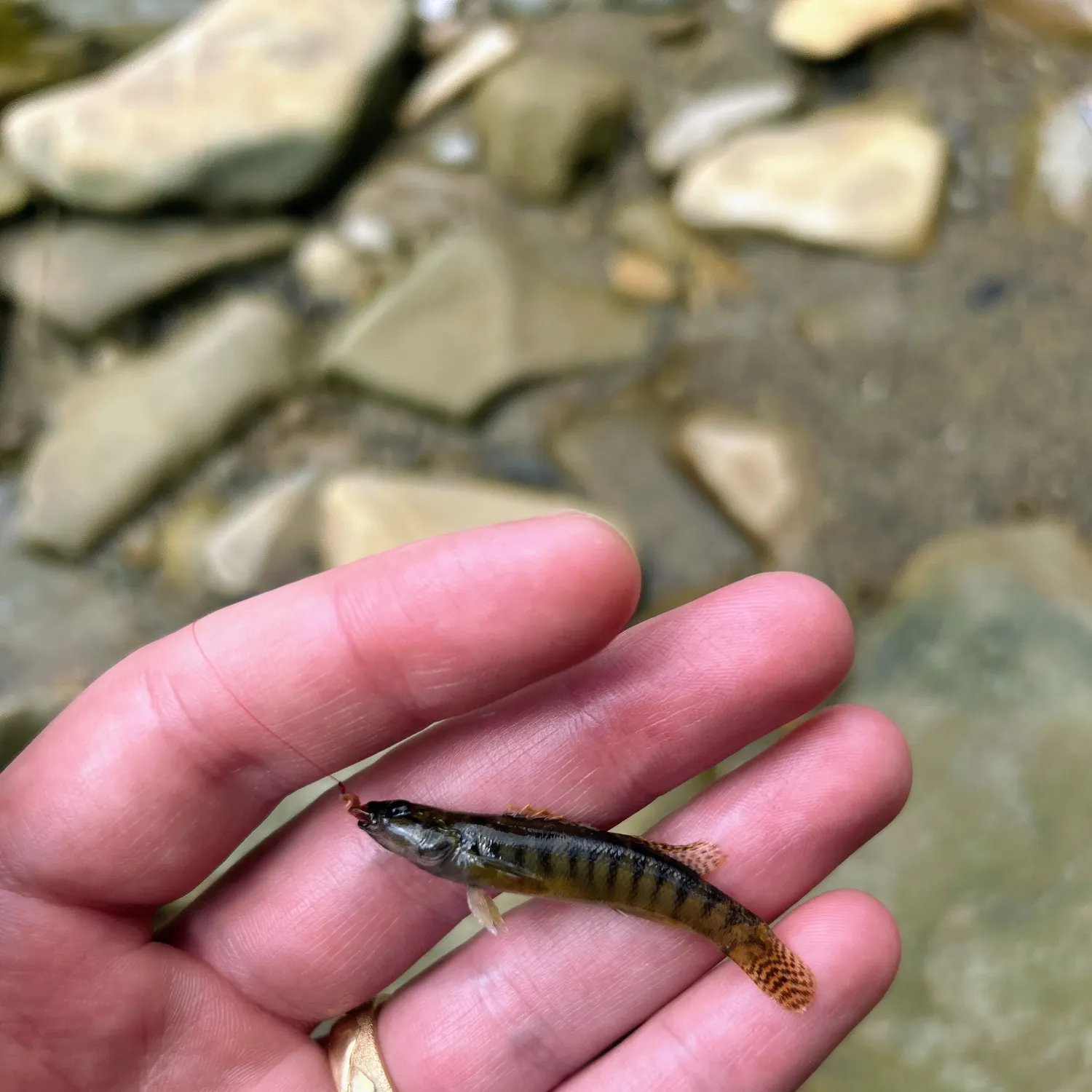 The most recent Fantail darter catches on Fishbrain