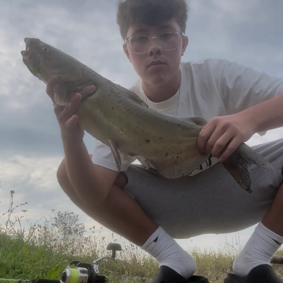 Channel catfish caught on Fishbrain
