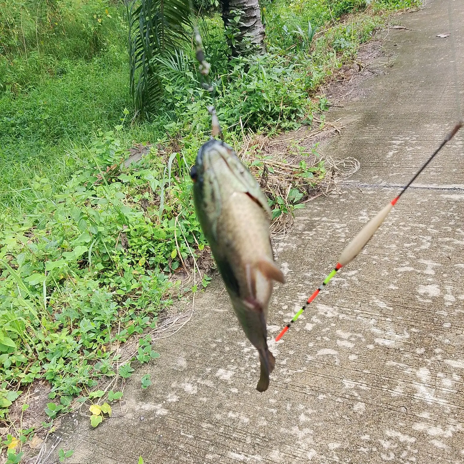Kissing gourami caught on Fishbrain