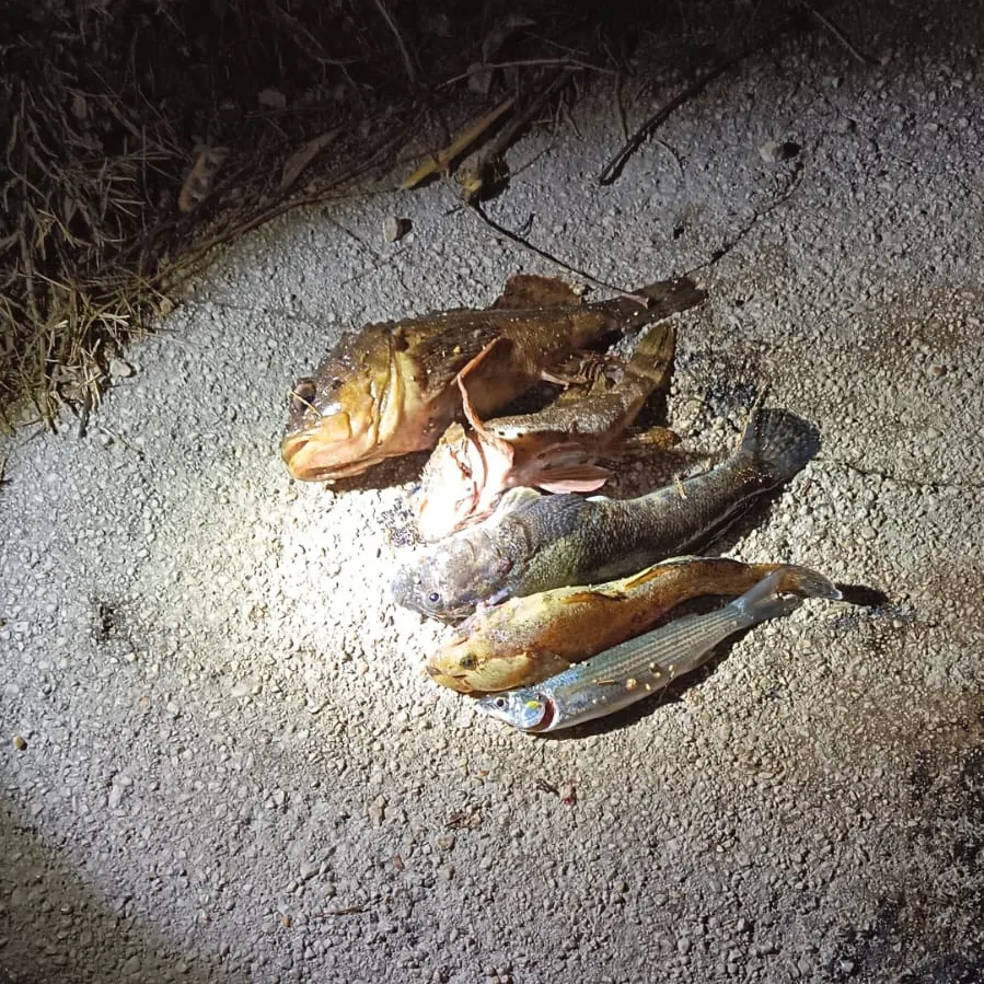 The most recent Black scorpionfish catches on Fishbrain