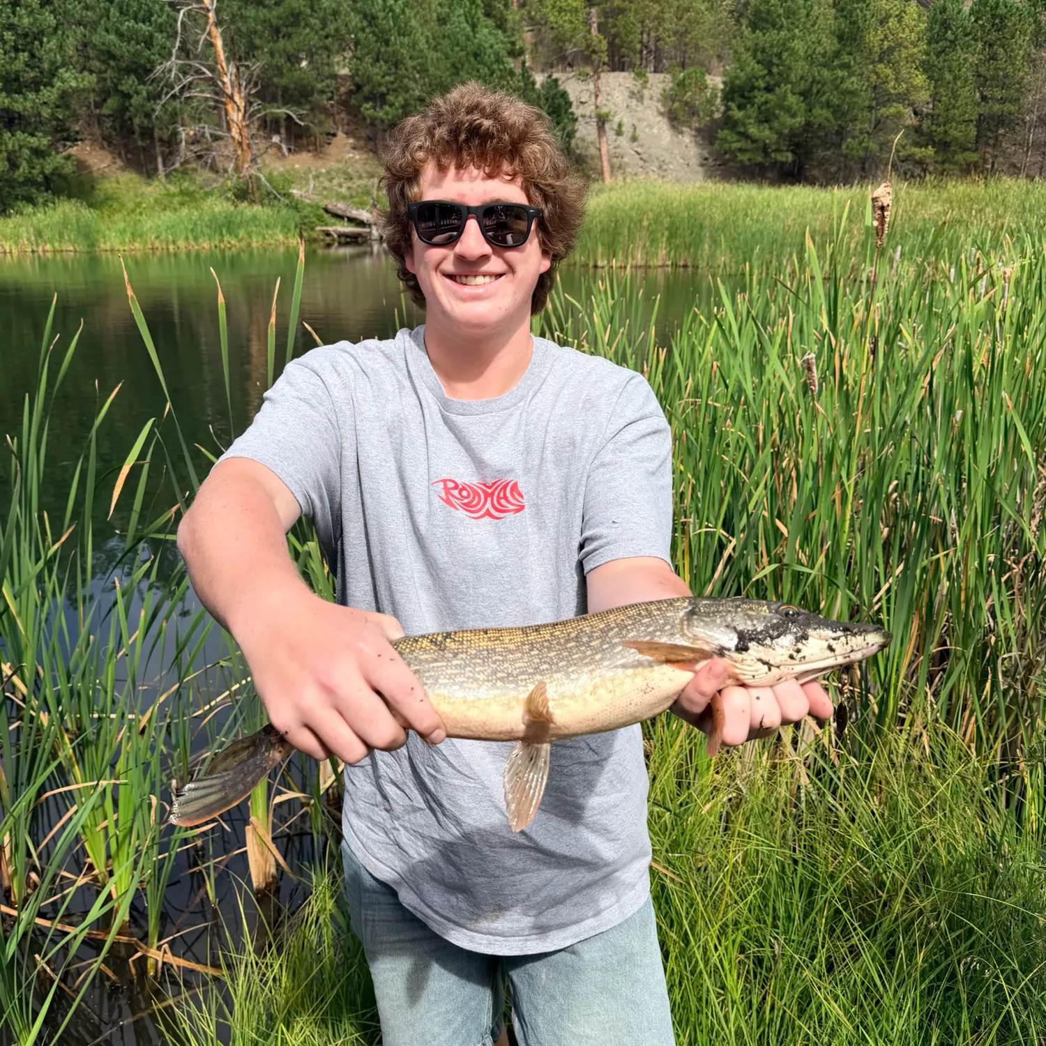 Northern pike caught on Fishbrain