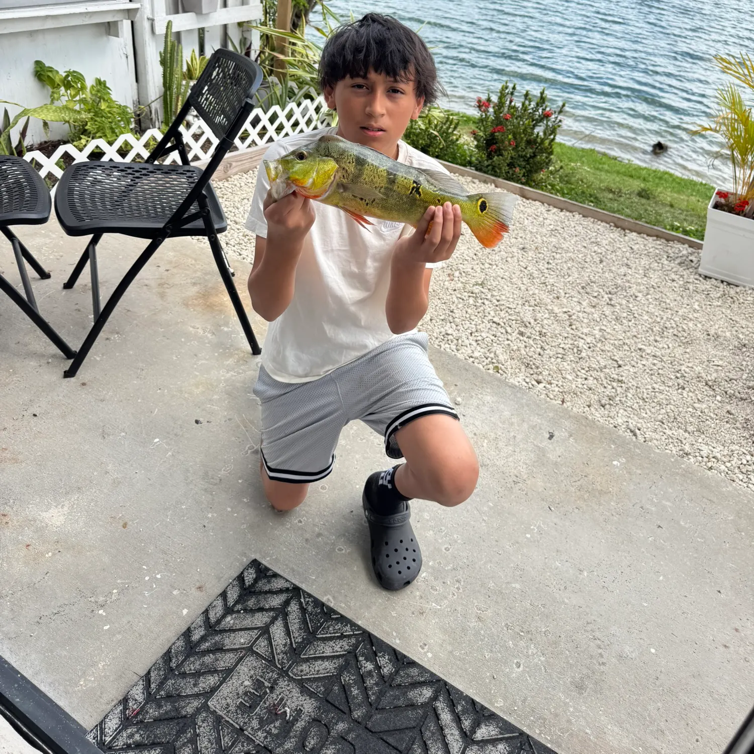 The most recent Butterfly peacock bass catches on Fishbrain