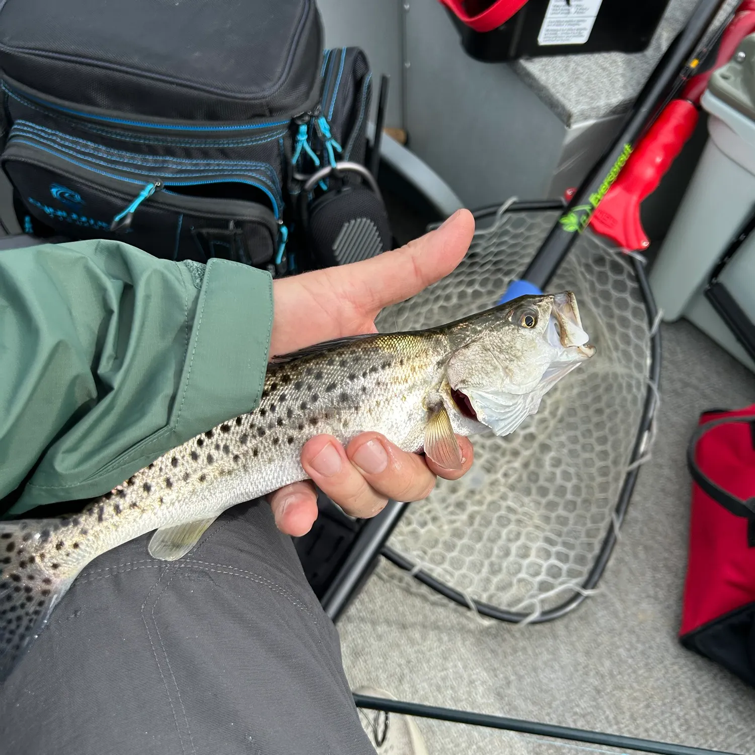 Spotted seatrout caught on Fishbrain