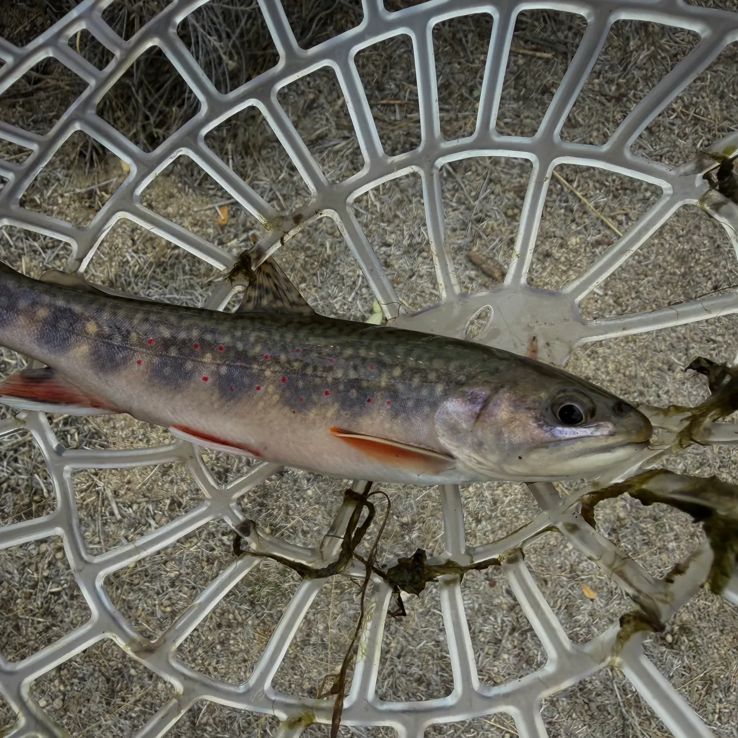 Brook trout caught on Fishbrain