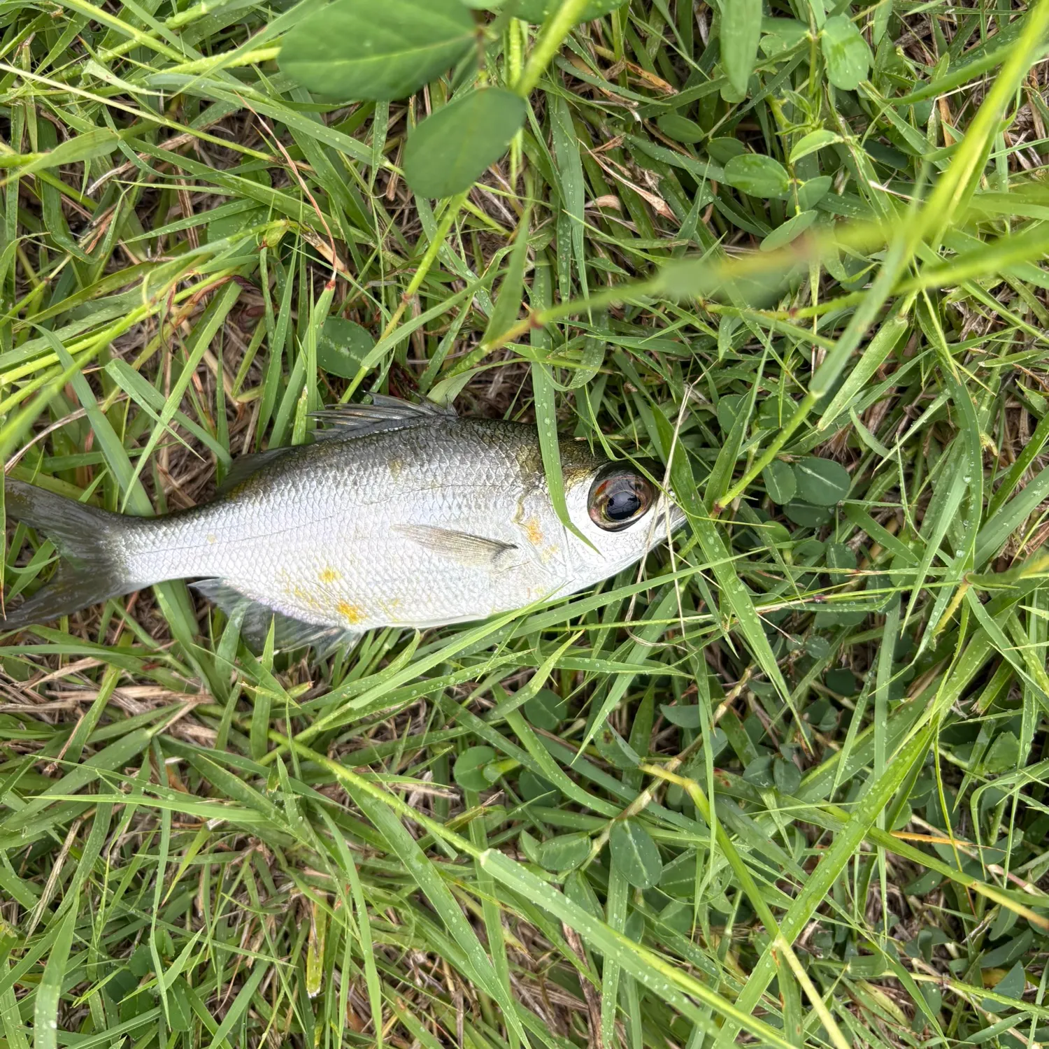 The most recent Reticulated flagtail catches on Fishbrain