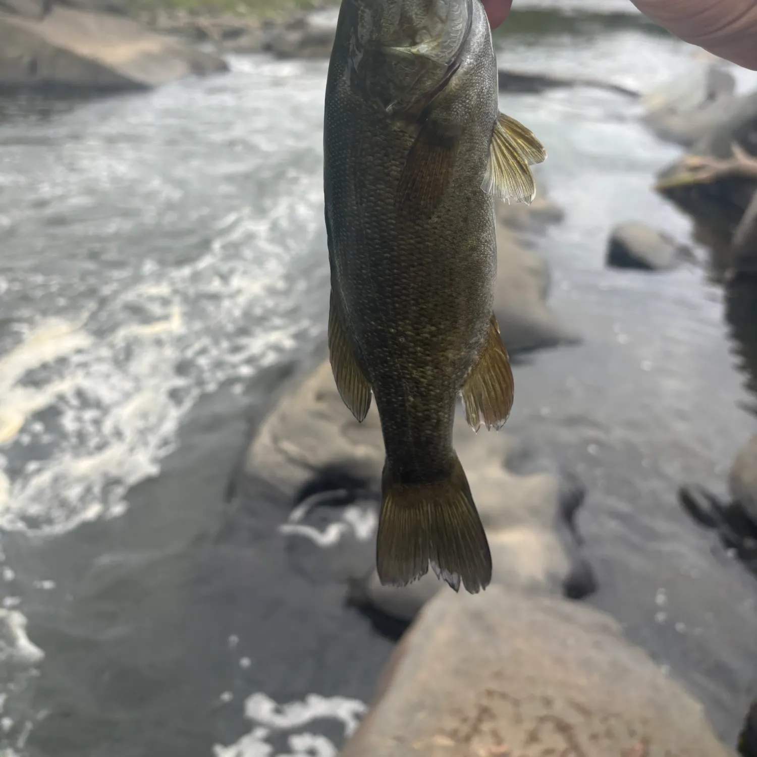 Smallmouth bass caught on Fishbrain